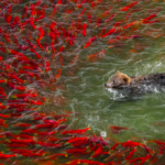 Bear going for a swim and being avoided by salmon.