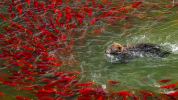 Bear going for a swim and being avoided by salmon.