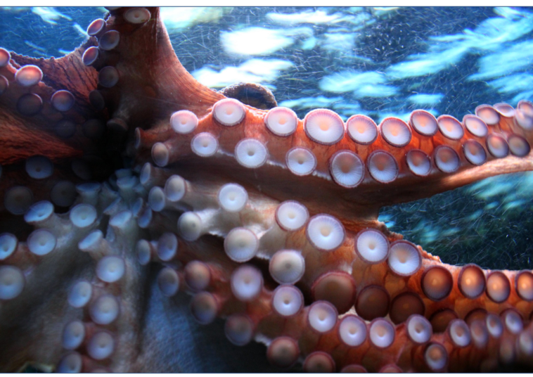 Octopus attaches itself to local diver's face.