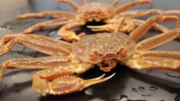 Snow crabs having been disappearing in Alaska.