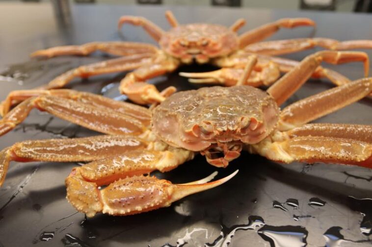 Snow crabs having been disappearing in Alaska.