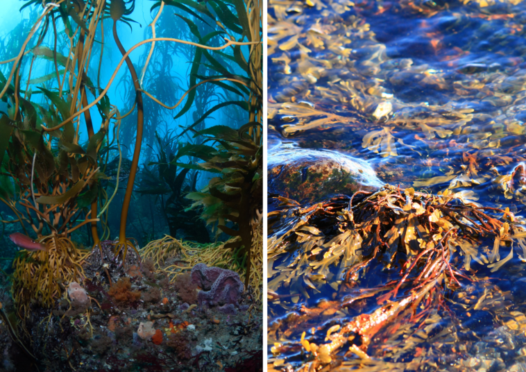 Kelp forests; valuable assets to our ecosystems.