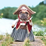 French Bulldog dog pirate bride standing at waterfront.