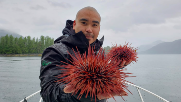 Douglas Neasloss holding two sea urchins.