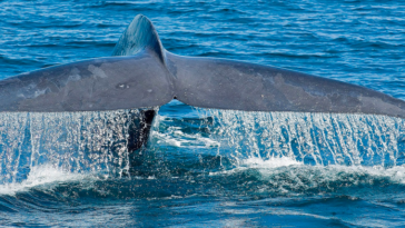 Blue Whale fluke.