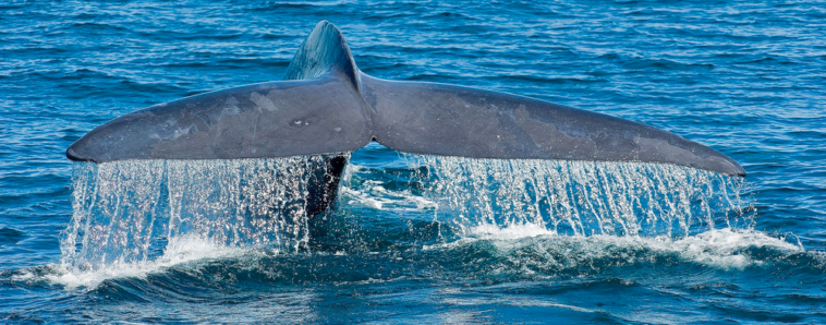 Blue Whale fluke.