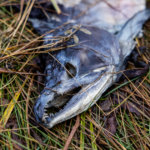 Decomposing salmon.