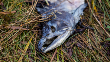 Decomposing salmon.