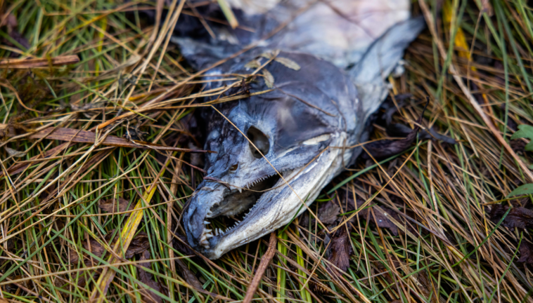 Decomposing salmon.