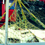 Harvesting wild pacific halibut.