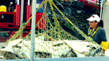 Harvesting wild pacific halibut.