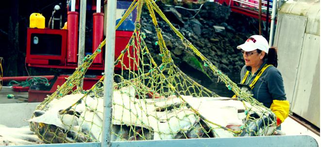 Harvesting wild pacific halibut.