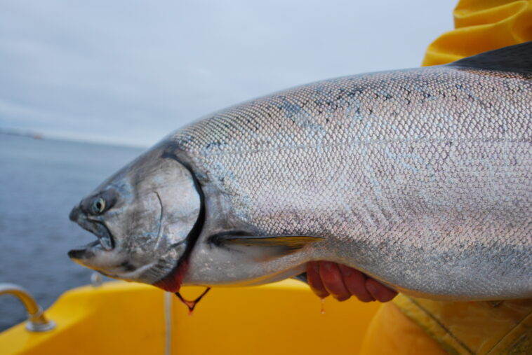 The Pacific salmon species include Chinook (king), Coho (silver), Sockeye (red), Pink, and Chum (dog) salmon. They play vital ecological and economic roles, with distinct flavors and characteristics, supporting ecosystems and communities along the Pacific coast.