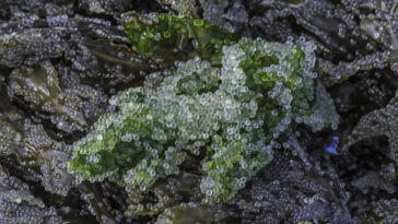 Herring roe is considered a nutritious food source as it is packed with essential nutrients. It is a good source of omega-3 fatty acids, protein, vitamins, and minerals.