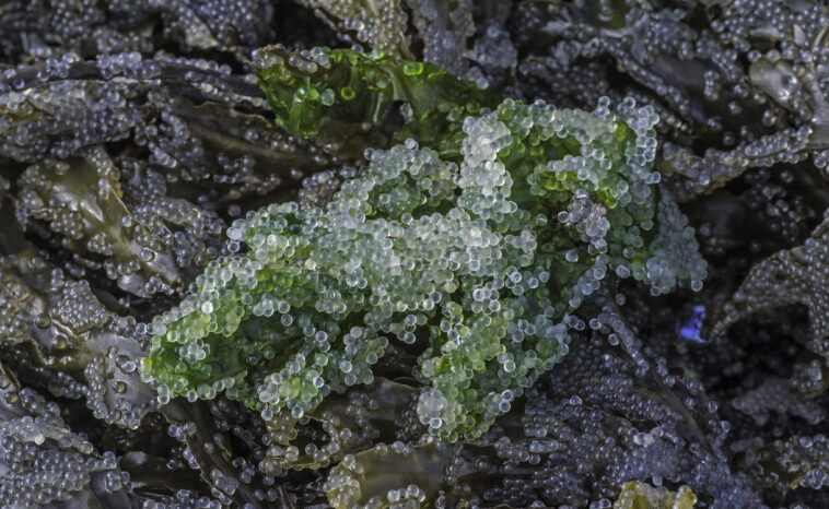 Herring roe is considered a nutritious food source as it is packed with essential nutrients. It is a good source of omega-3 fatty acids, protein, vitamins, and minerals.