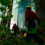 Wildland firefighters in B.C. are trained to work in demanding conditions, from severe heat and swarms of bugs to challenging terrain. The BC Wildfire Service employs around 1,200 firefighters yearly, who work on one of four crew types spread throughout the province over six fire centres: Initial Attack, Unit Crew, Rapattack, and Parattack.