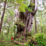 Red cedar trees are known for their reddish-brown or reddish-purple heartwood, which can sometimes be mistaken for a softwood due to its name, but it is actually a type of hardwood.