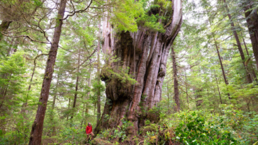 Red cedar trees are known for their reddish-brown or reddish-purple heartwood, which can sometimes be mistaken for a softwood due to its name, but it is actually a type of hardwood.