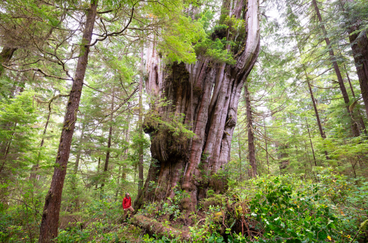 Red cedar trees are known for their reddish-brown or reddish-purple heartwood, which can sometimes be mistaken for a softwood due to its name, but it is actually a type of hardwood.