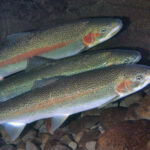 Steelhead trout have a complex life cycle that involves both freshwater and saltwater environments. They are born in freshwater streams, where they spend their early years as "parr" (young fish with distinct markings). As they grow, some individuals undergo smoltification, a physiological process that prepares them for migration to the ocean. Photo Credit: Oregon State University.