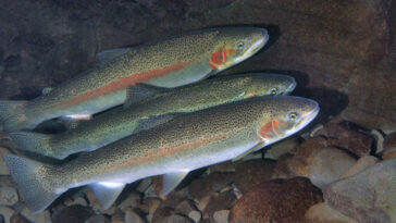 Steelhead trout have a complex life cycle that involves both freshwater and saltwater environments. They are born in freshwater streams, where they spend their early years as "parr" (young fish with distinct markings). As they grow, some individuals undergo smoltification, a physiological process that prepares them for migration to the ocean. Photo Credit: Oregon State University.