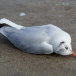 High ocean temperatures can directly stress seabirds, affecting their ability to regulate body temperature, find food, and rear their young. Indirect effects include changes in prey availability, as heatwaves can disrupt the marine food chain and affect the distribution and abundance of the prey that seabirds rely on.