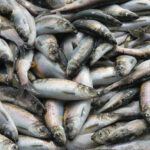 Fresh Pacific herring ( Clupea pallasii ) catch. Closeup.