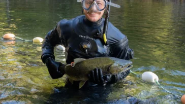 Zach Kapelan briefly holds a chinook salmon before releasing it back into HIŁSYAQƛIS/Tranquil Creek to spawn.