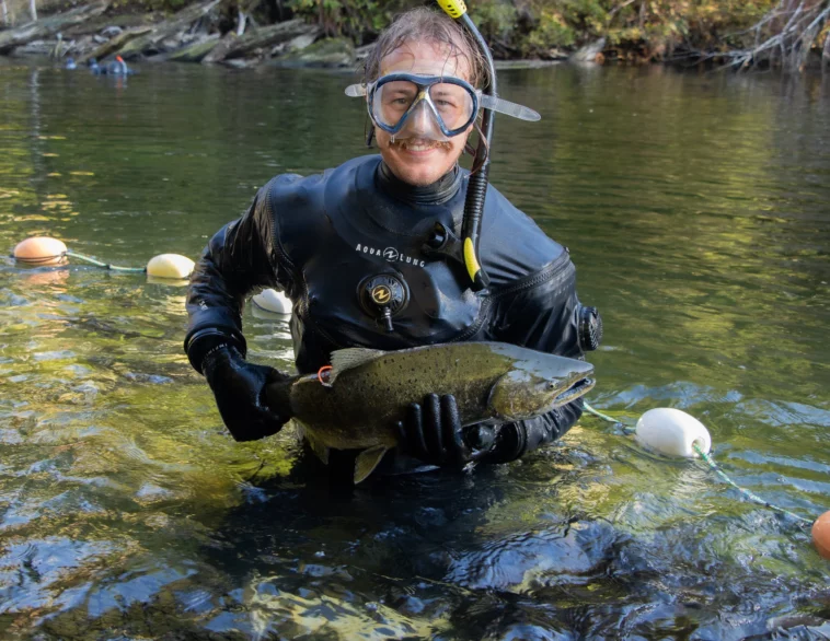 Zach Kapelan briefly holds a chinook salmon before releasing it back into HIŁSYAQƛIS/Tranquil Creek to spawn.