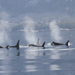 Southern Resident Killer Whales