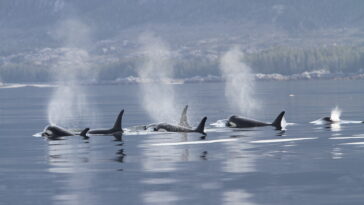 Southern Resident Killer Whales