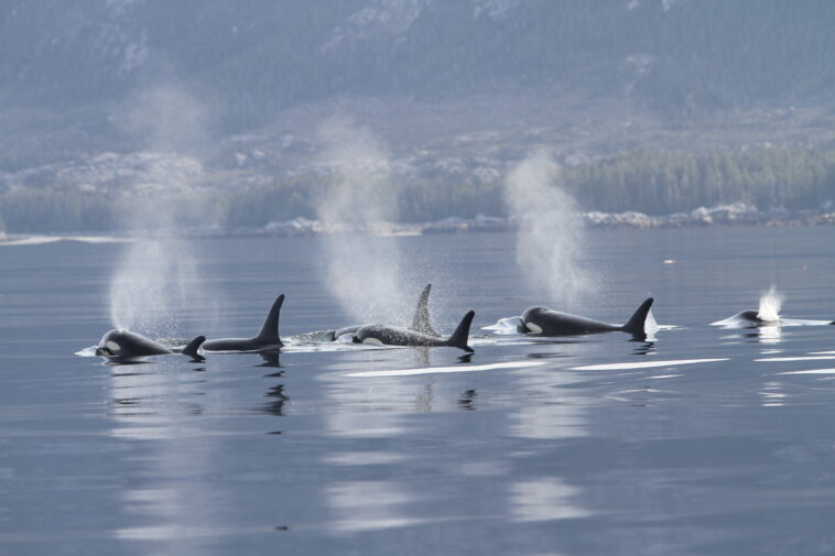 Southern Resident Killer Whales