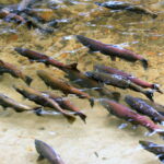 King Salmon Spawning