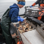 British Columbians understand that thriving coastal communities depend on small-scale fisheries for sustaining local livelihoods, ensuring food security, maintaining ties to the sea, preserving cultural identity, and bolstering coastal economies. They also understand that industrial-scale commercial fisheries stand in the way of a prosperous coast. Photo credit: Chelsey Ellis