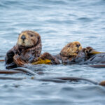 Otters swimming with kelp