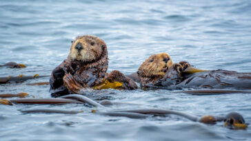 Otters swimming with kelp