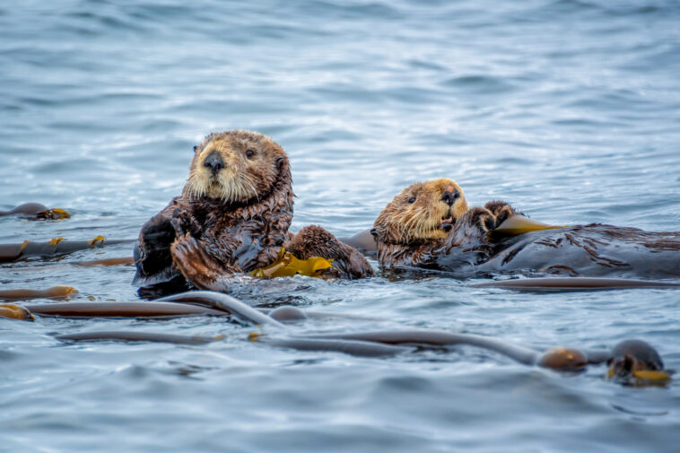 Otters swimming with kelp