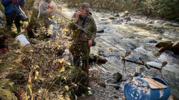 Volunteers with the Courtenay Fish and Game club transport live coho salmon out of the Trent River canyon with their "salmon skyline."