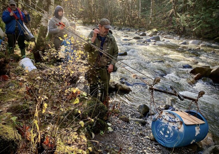 Volunteers with the Courtenay Fish and Game club transport live coho salmon out of the Trent River canyon with their "salmon skyline."