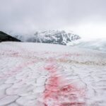 watermelon snow on a hiking trail in Alaska