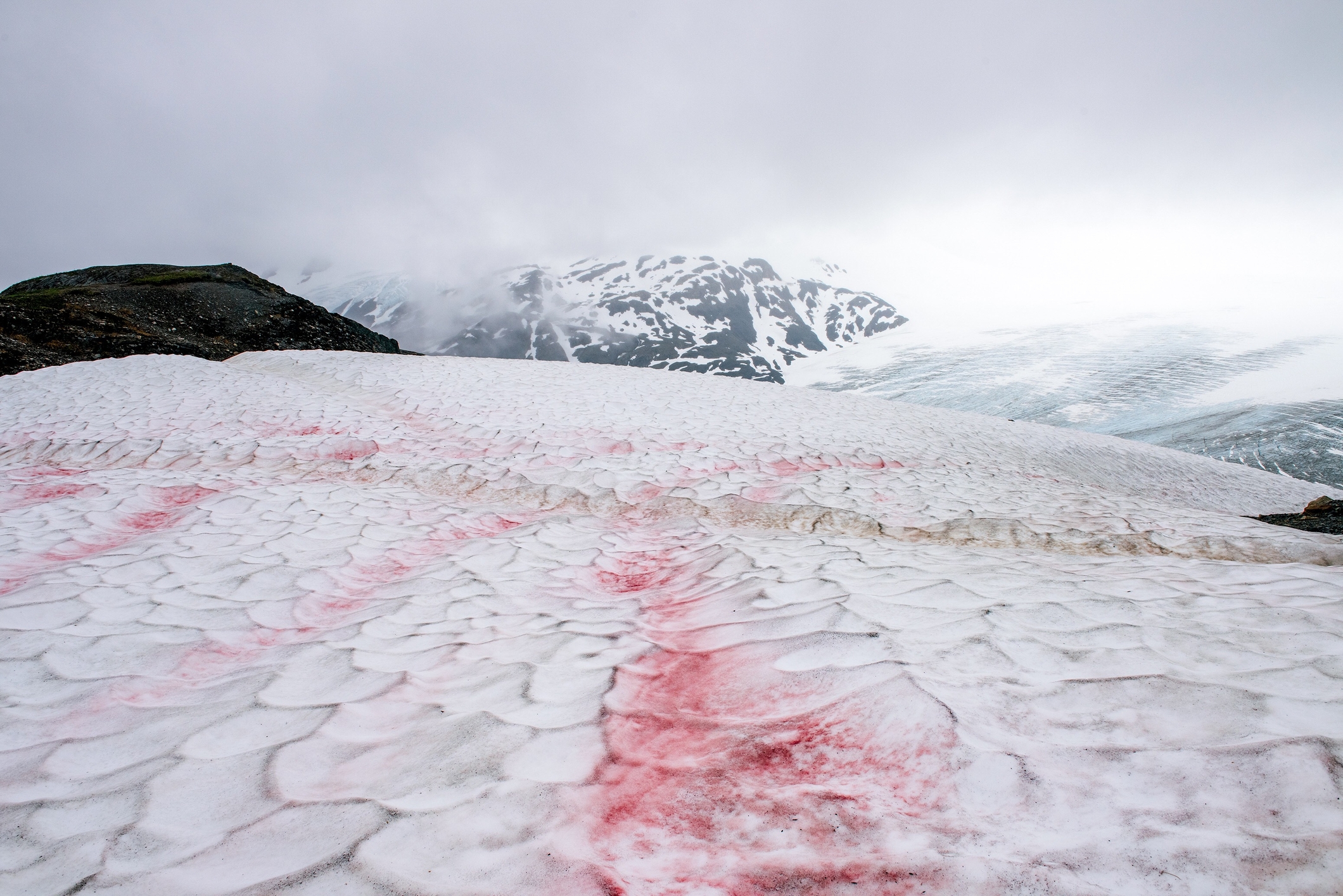 watermelon snow on a hiking trail in Alaska