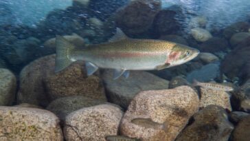 steelhead trout