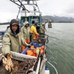 Crab harvesters