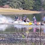 Concerned individuals trying to help a beached orca.