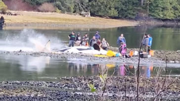 Concerned individuals trying to help a beached orca.