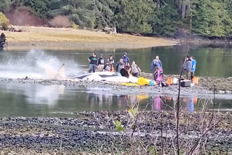 Concerned individuals trying to help a beached orca.