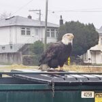 An eagle perched on a dumpster in downtown Prince Rupert.