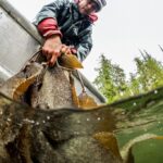 A Heiltsuk fisherman collecting herring roe attached to kelp, known as "spawn on kelp" (SOK).