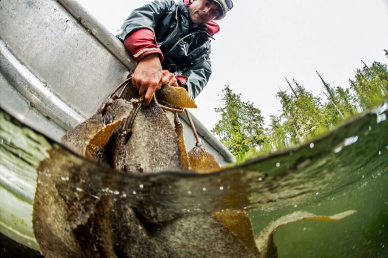 A Heiltsuk fisherman collecting herring roe attached to kelp, known as "spawn on kelp" (SOK).