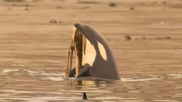 Brave Little Hunter, an orphaned orca swimming in a lagoon.